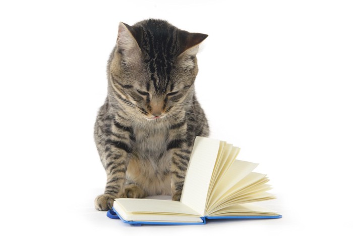 ノートを開いて見つめる猫