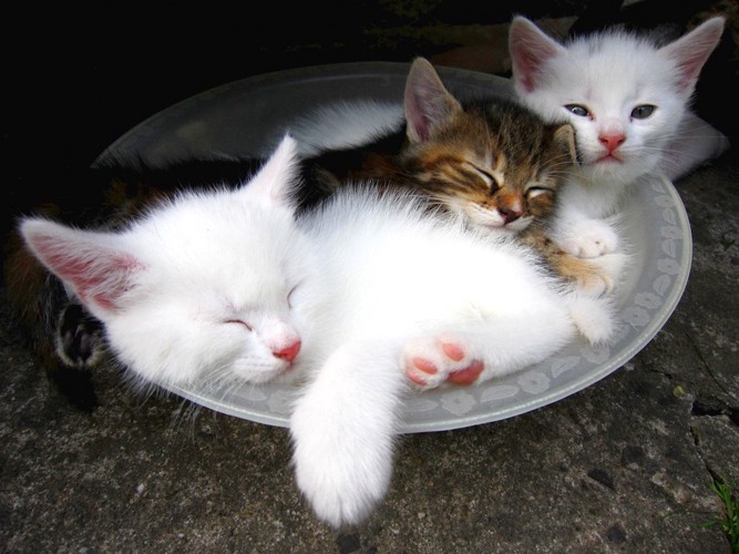 猫とお皿