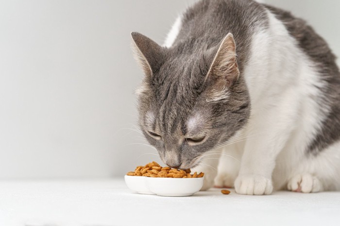 ご飯を食べる猫