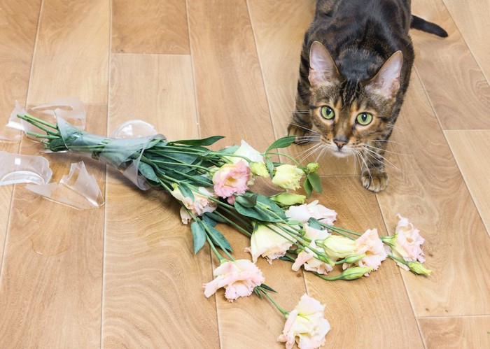 花瓶を倒して割った猫
