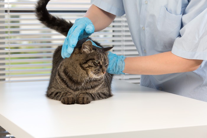 獣医に触診される猫