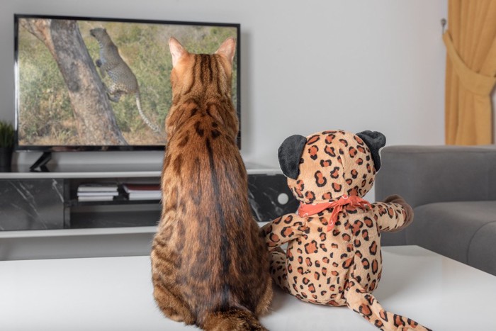 チーターの映像を観ている猫