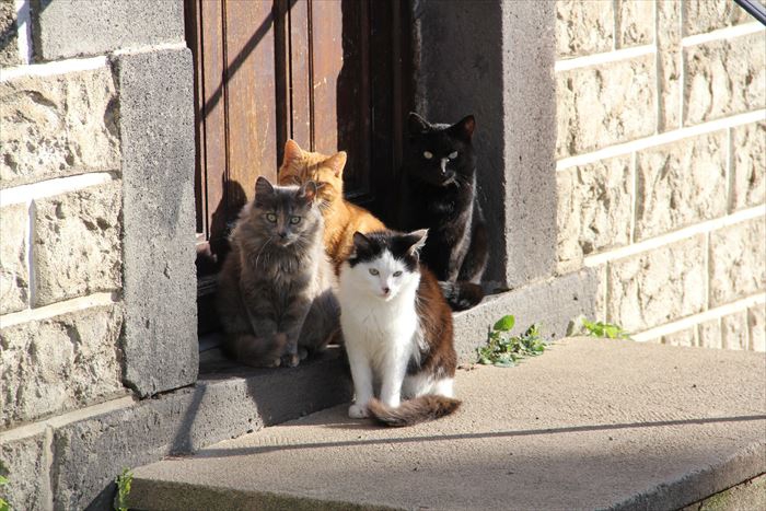 玄関先の猫たち