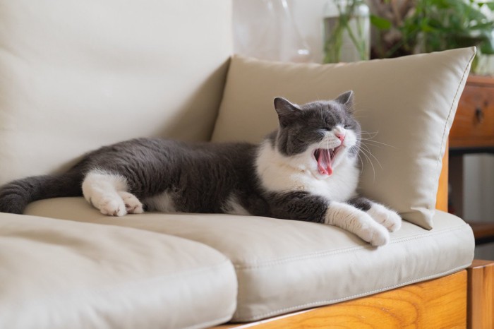 ソファで大あくびをする猫