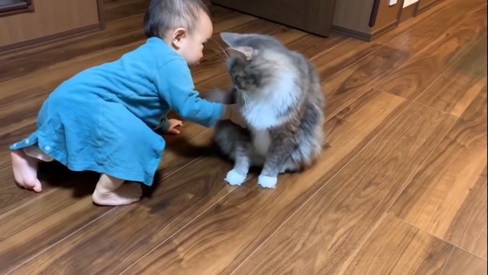 猫を鷲掴みする赤ちゃん
