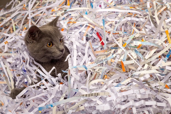 シュレッターの紙と猫