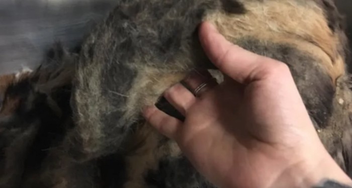 剃られた猫の被毛をもつ人の手