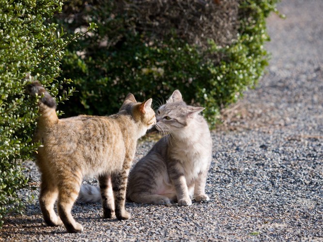 道で顔を近づけて挨拶する二匹の猫