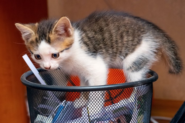 ゴミ箱に乗る子猫