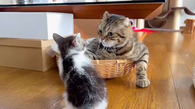 睨み合う猫と子猫