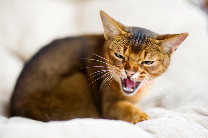 怒った顔で鳴いている猫