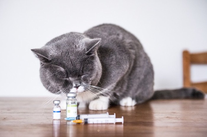 薬のビンに顔を近づけるグレーの猫