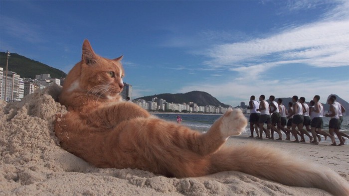 砂浜の猫