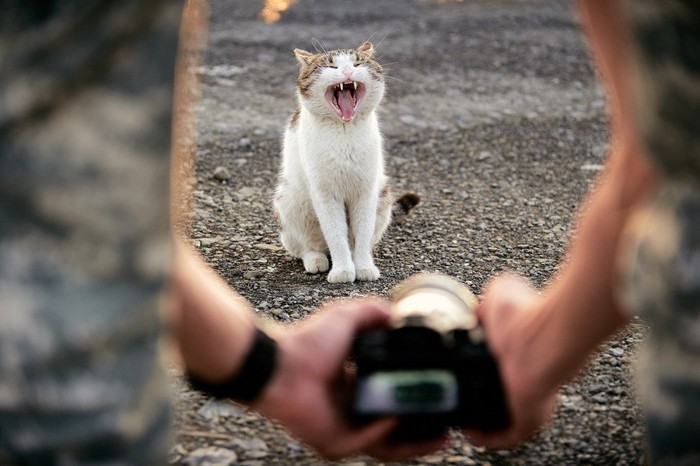 写真を撮られている猫がニャーと鳴く