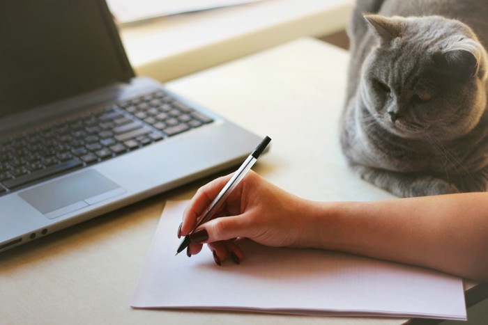 猫と書類