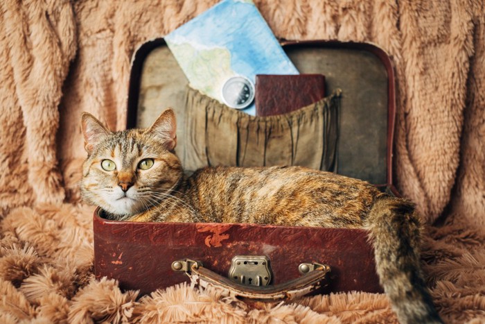 スーツケースの中の猫と地図、コンパス