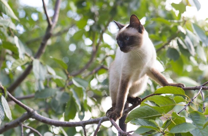 木の上で戸惑う猫