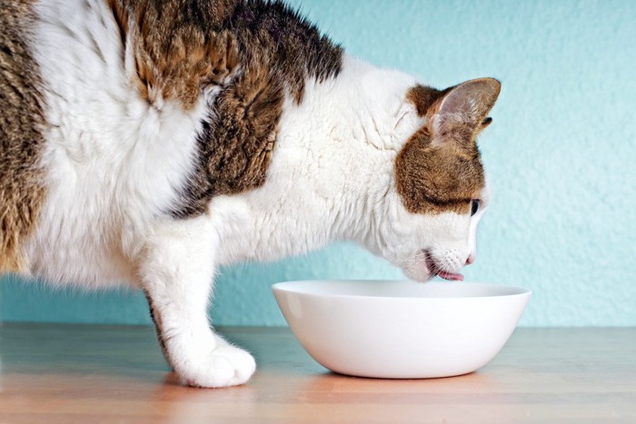 陶器の食器で食べる猫