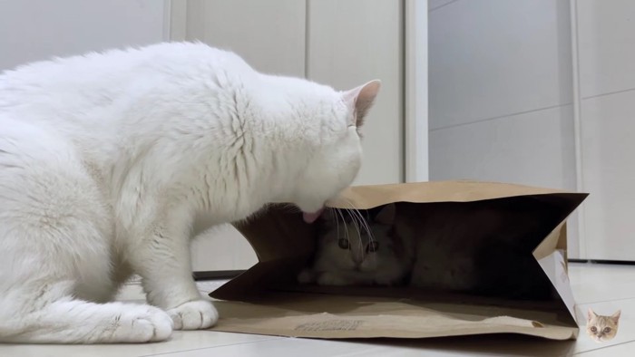 白猫と袋の中の猫