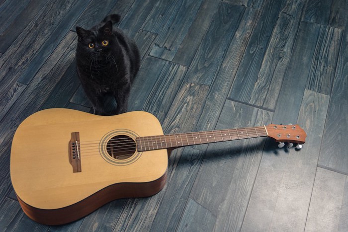 ギターの横に座る黒猫
