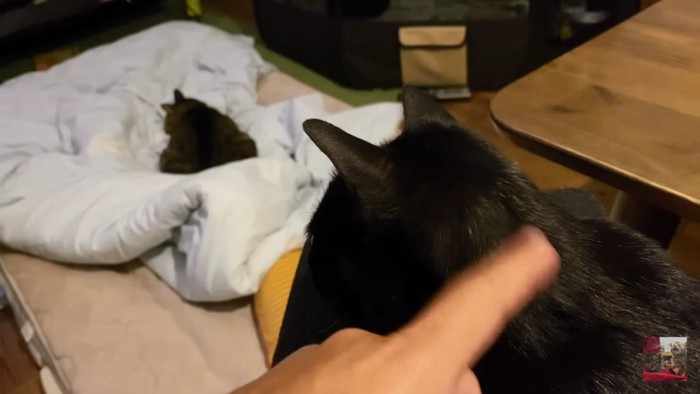膝の黒猫ふとんのキジトラ