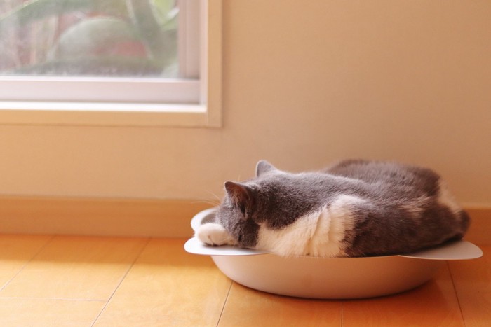 鍋の中でくつろぐ猫