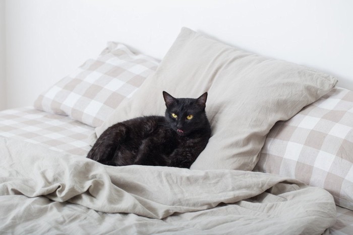 ベッドに居る黒猫