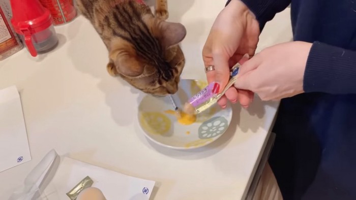 お皿に近づく猫