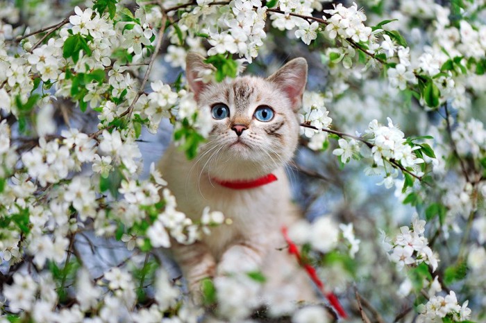 花に囲まれる猫