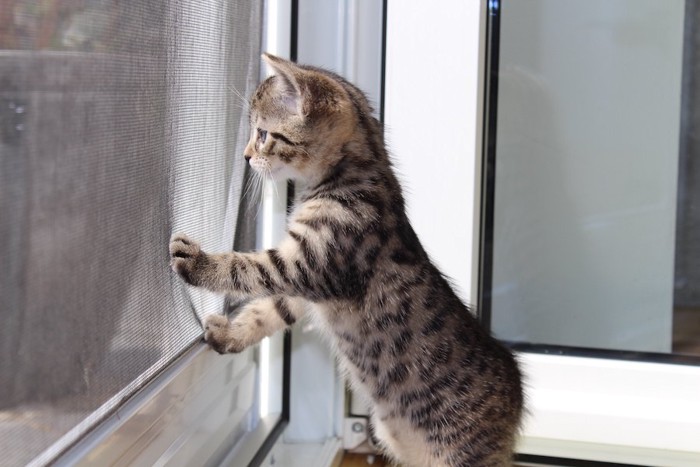 窓に手をついて外を見る子猫