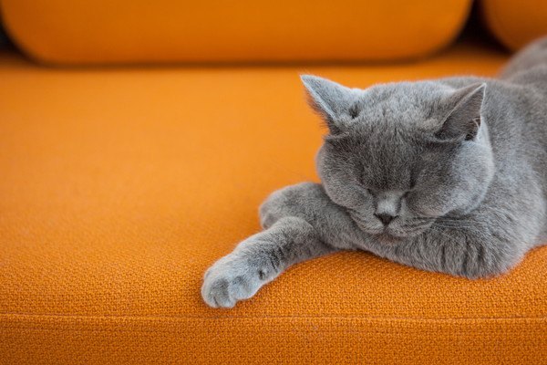 ソファーの上で眠るグレーの猫