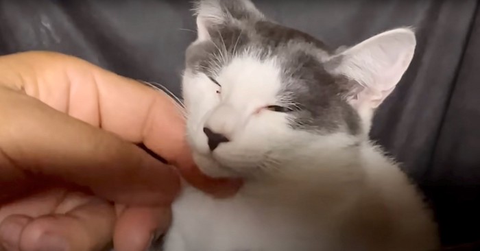 顎を撫でられて目を細める子猫