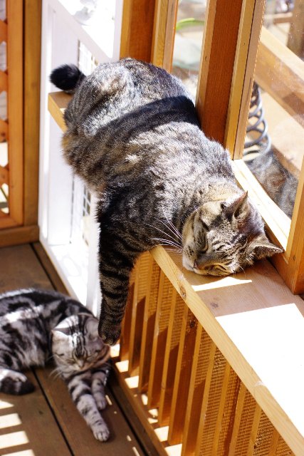 猫専用サンルームと猫