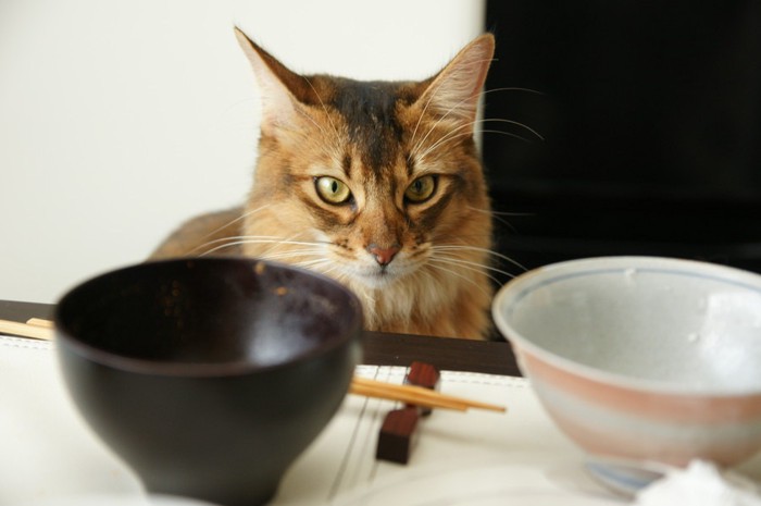 お茶碗と猫