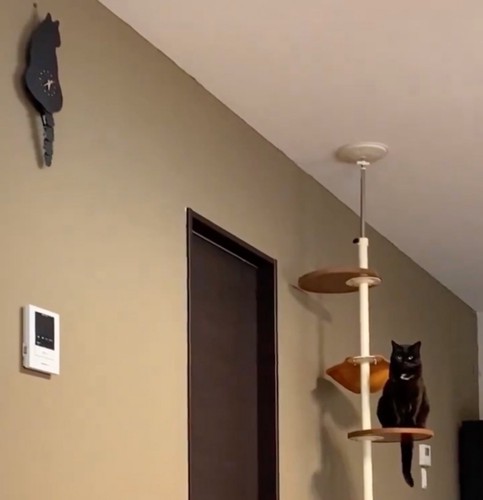 壁掛け時計と猫