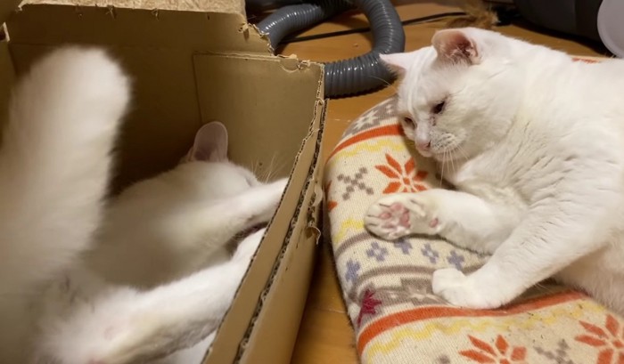 横たわる白猫2匹