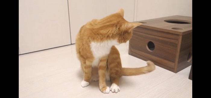 箱を見つめる猫