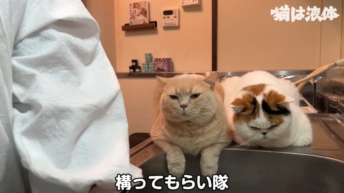 茶色の猫と三毛猫
