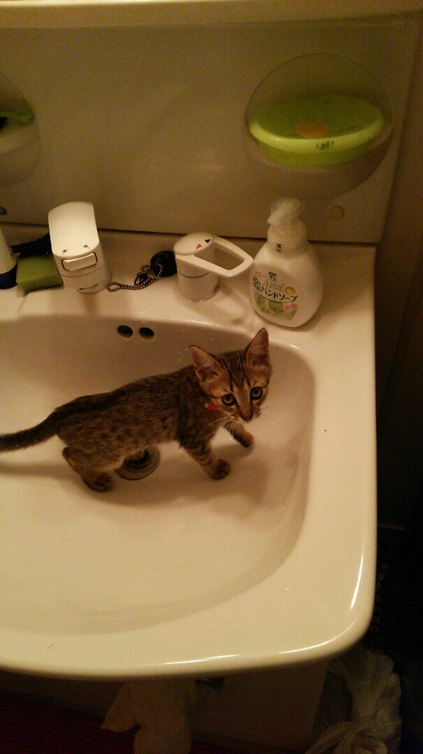 洗面所の猫