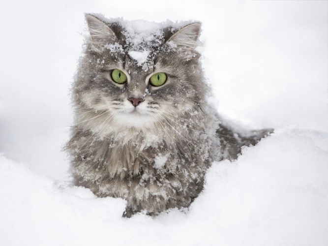 雪で遊ぶ猫