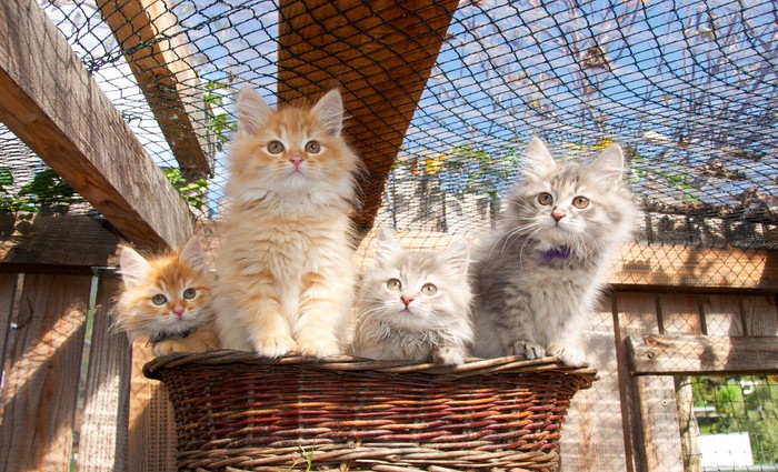 かごの中の猫たち