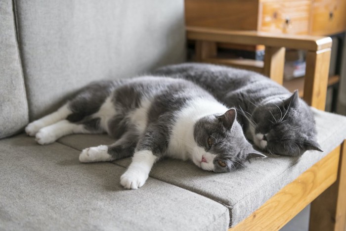 ソファーに横たわって並んで眠る2匹の猫