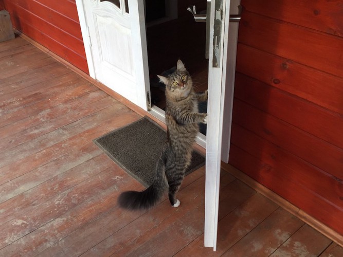 開いたドアのそばで立つ猫