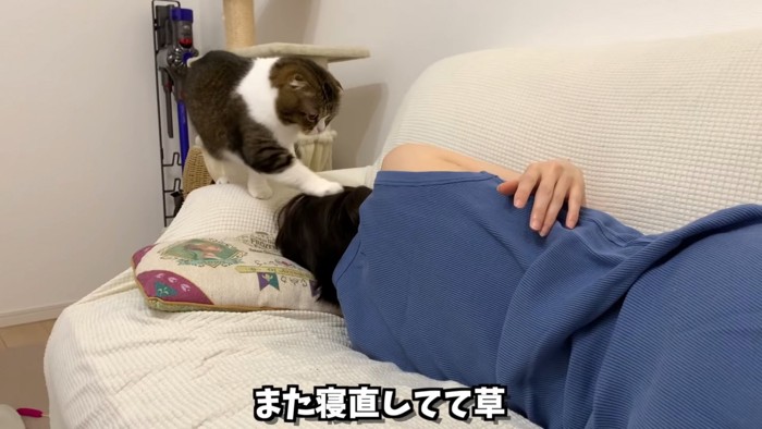 横を向いて寝る人に触る猫