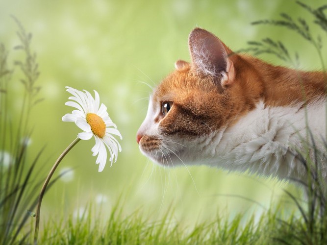 花の匂いを嗅いでいる猫