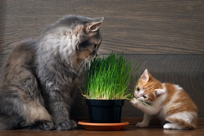 猫草を見つめる親猫と触る子猫