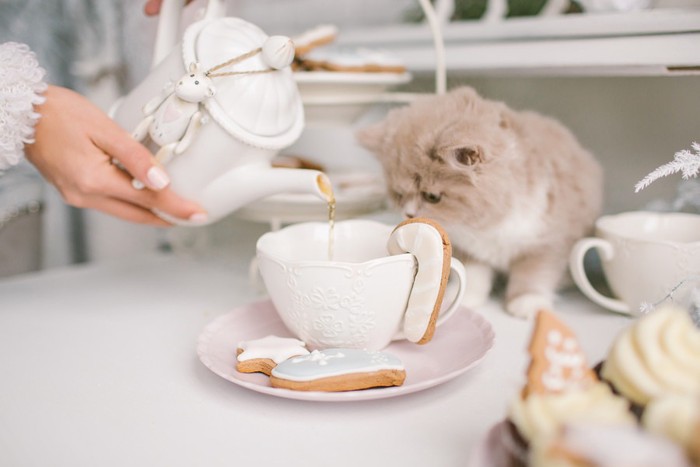 紅茶をじっと見ている猫