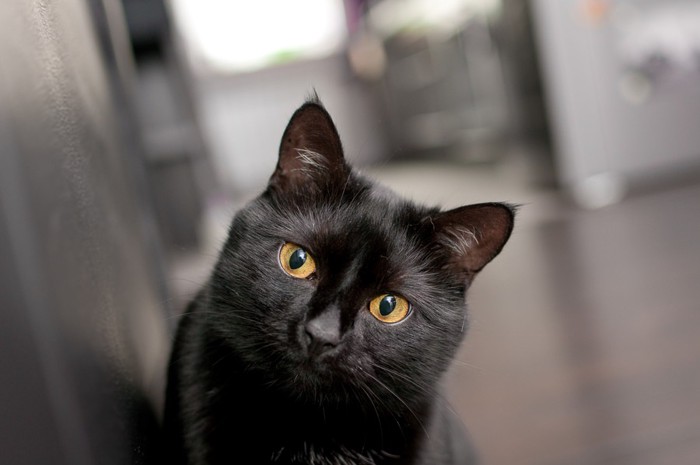 艶のある毛の黒猫