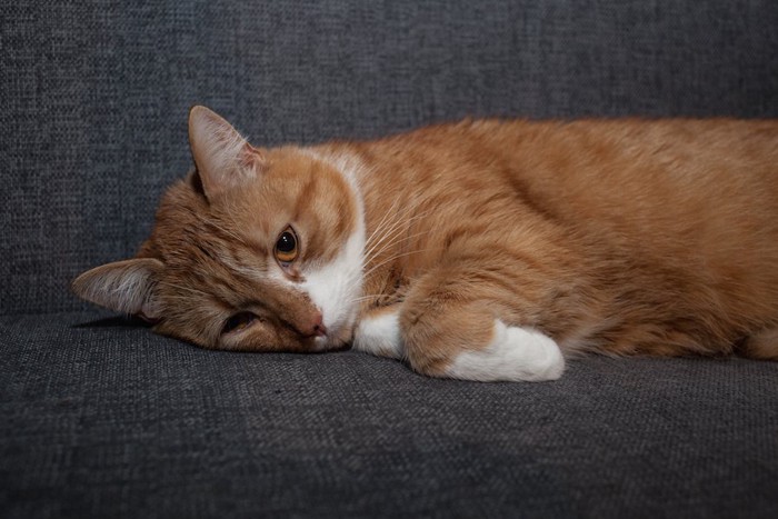 ソファーに横になっている猫