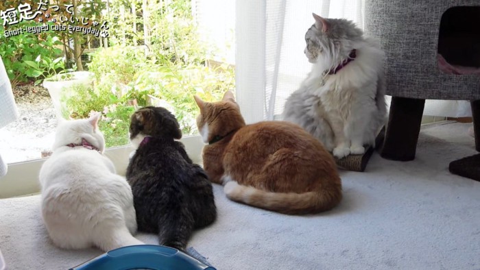 外を見る4匹の猫